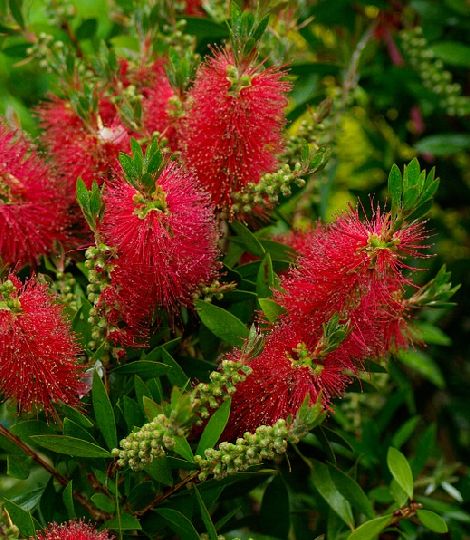 Callistemon Laevis